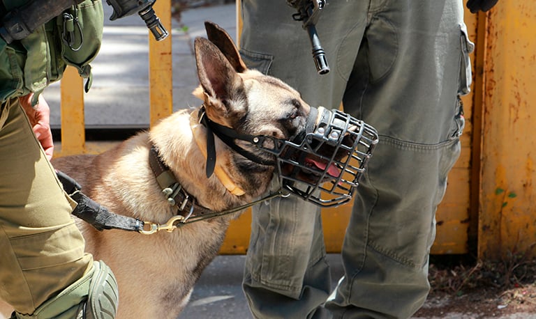 Animals and war — Animal Ethics Animals and war — Animal Ethics