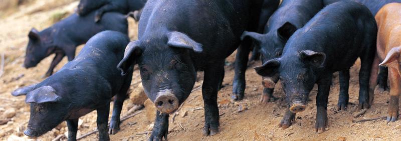 Black pigs in dirt