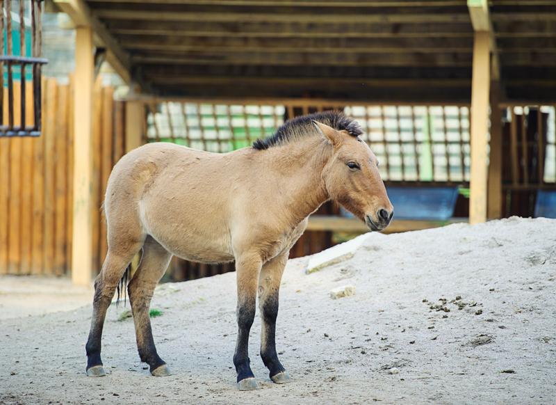 Brown Horse With Black Mane