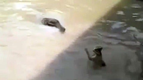 alligator attacks a cat who was intentionally thrown into a lagoon