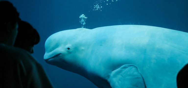 Shai Ranon European speaking tour of activist Shao Ran, former Cetacean trainer in ...