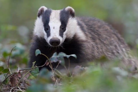 European badger