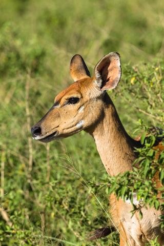 Female deer side view