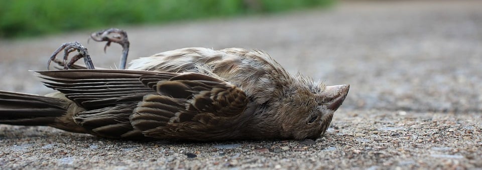 What's the most terrifying sound made by an animal? It's worse