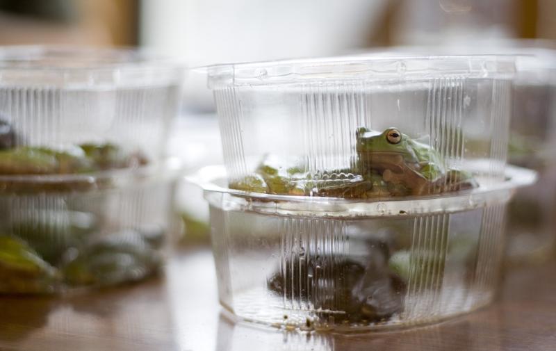Frogs in plastic containers for research study