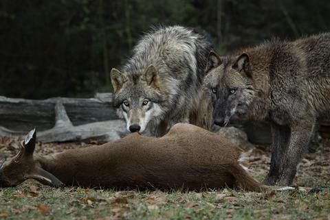 Gray wolves eating deer