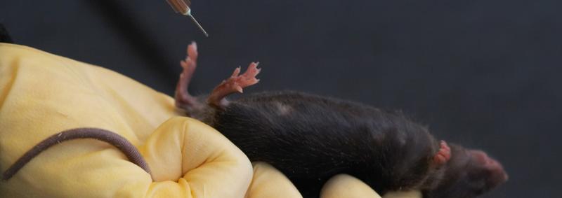 Grey mouse in laboratory being injected by person wearing yellow gloves