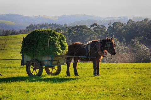 Animals used as workers โ Animal Ethics Animals used as workers โ Animal Ethics