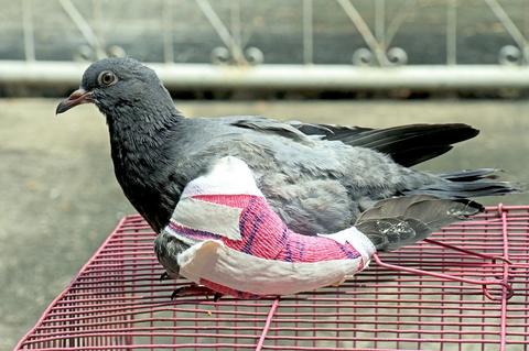 Injured pigeon sitting on cage with bandages on wing
