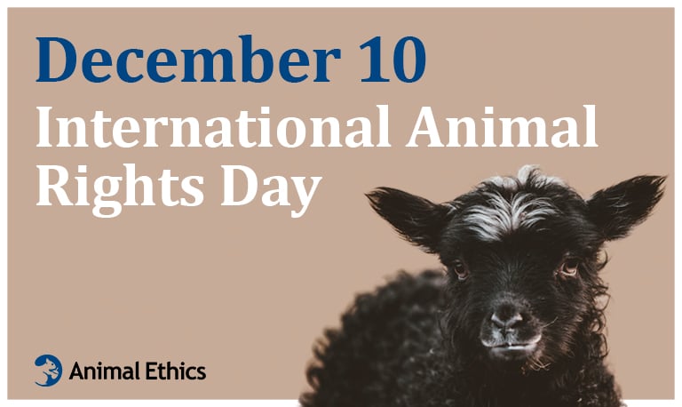 Animal Ethics Animal Ethics