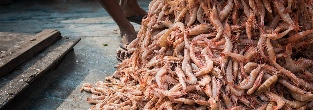 Invertebrate animals - Shrimps