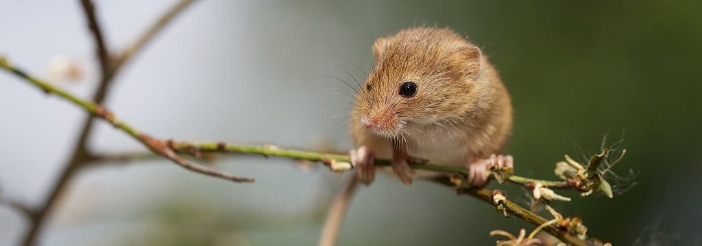 New report about the welfare of urban wild animals — Animal Ethics New report about the welfare of urban wild animals — Animal Ethics