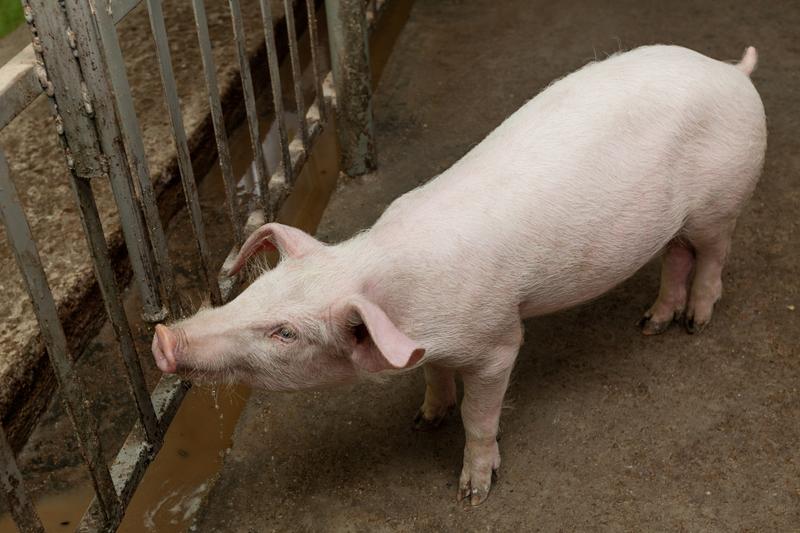 Измерение свиней