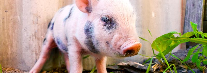Personalize sua dieta vegana — Ética Animal