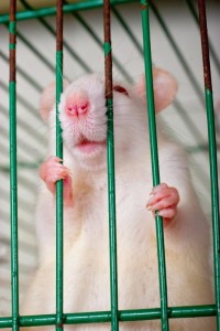 Rat staring out the bars of her cage