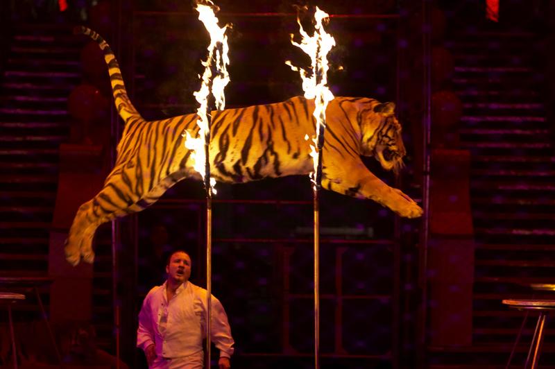 Tiger jumping through loop of fire at circus