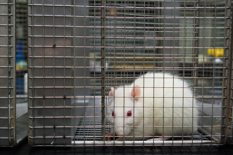 rat in a cage