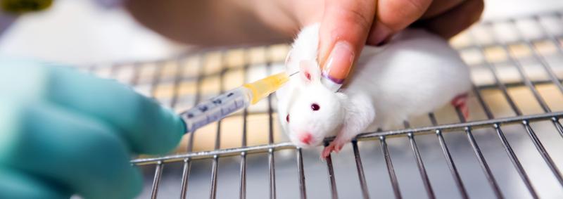 La experimentación animal. White-mouse-being-injected-banner