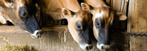 Animal exploitation: Introduction