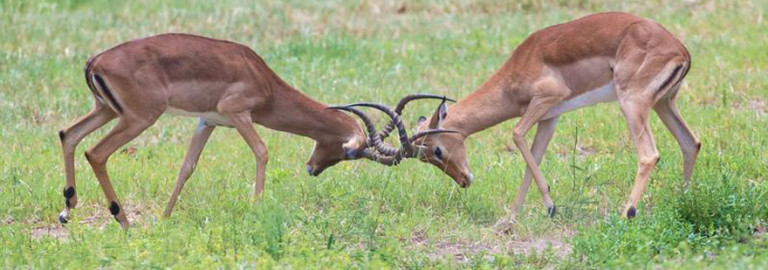 animal-stress-in-the-wild