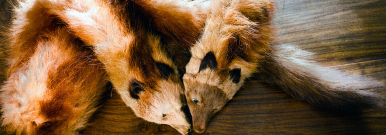 animals-captured-for-fur