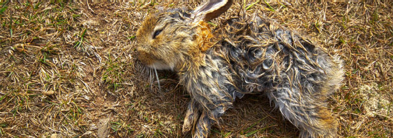 animals-harmed-in-the-wild