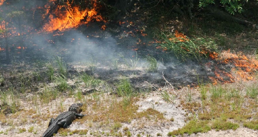 Animal Ethics is funding a study of the effects of fires on animals in the  wild at the Autonomous University of Madrid — Animal Ethics