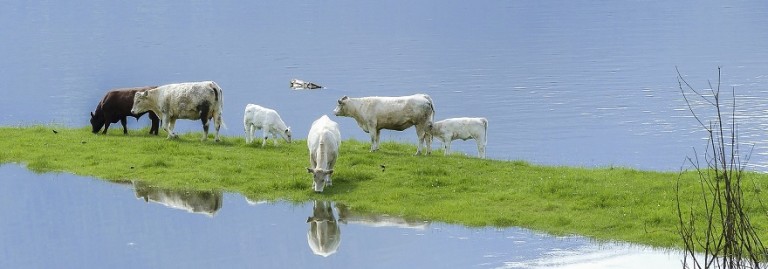 animals-natural-disasters