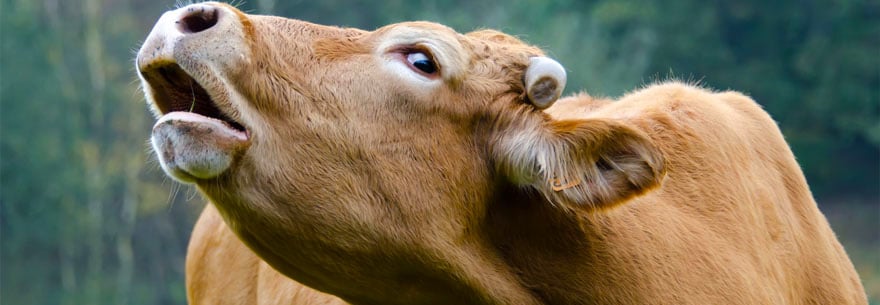 Los Animales Como Humanos. Retrato De Vaca En Chaleco Y Suéter