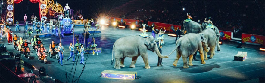 Circuses and other shows — Animal Ethics
