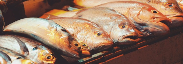 animals-used-for-food
