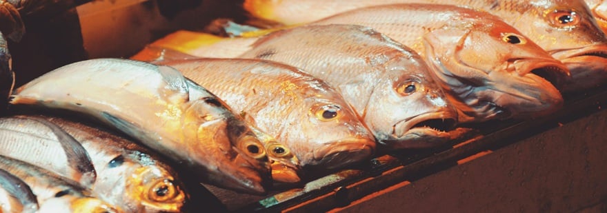 Animals used for food — Animal Ethics Animals used for food — Animal Ethics