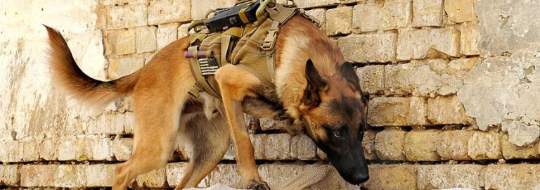 animals-workers-military-tools