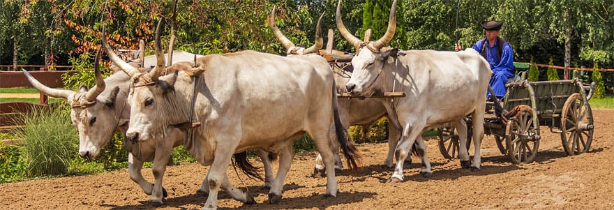 Animals used as workers โ Animal Ethics Animals used as workers โ Animal Ethics