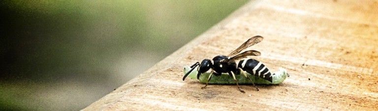 antagonism-in-nature