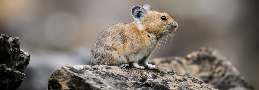 प्रासंगिकता से तर्क — Animal Ethics प्रासंगिकता से तर्क — Animal Ethics