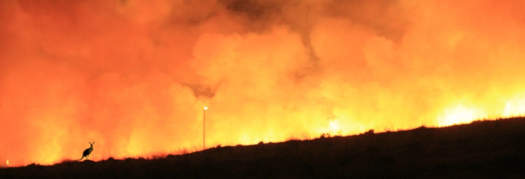 Animals harmed by fires in Australia