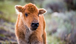 baby-bison