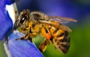 La explotación de las abejas