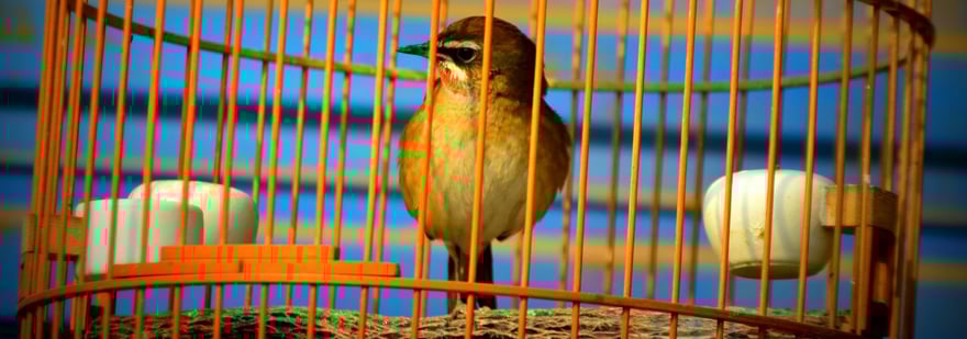 Animals kept as companions or for leisure — Animal Ethics Animals kept as companions or for leisure — Animal Ethics