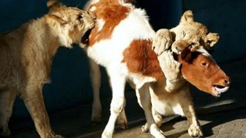 Feeding animals to other animals: zoos kill nonhuman animals for profit — Animal Ethics Feeding animals to other animals: zoos kill nonhuman animals for profit — Animal Ethics