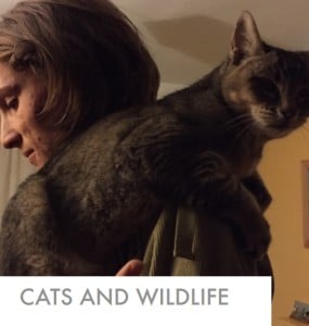 cats-wildlife-report