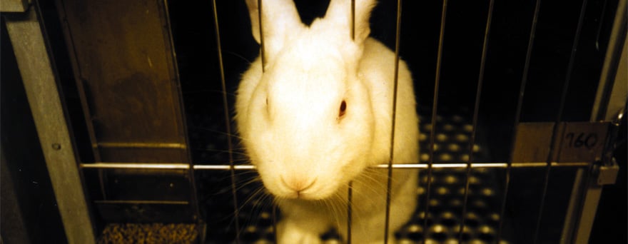 Companies that test on animals — Animal Ethics