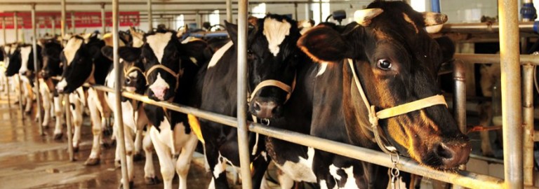 cows-leather