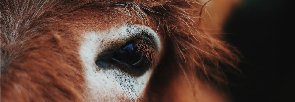 Defending animals - Animal Ethics Defending animals - Animal Ethics