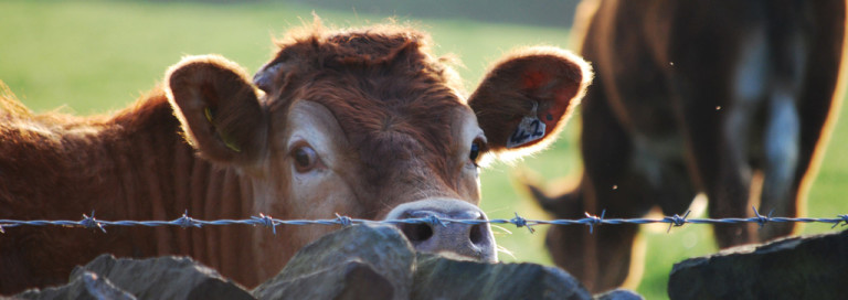 exploitation-cows-steers-calves