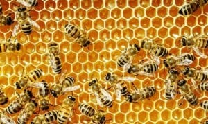 16ct/STk 50 Kst-Bienen z Anstecken,Imker,Imkerei,Biene,bee,bees 