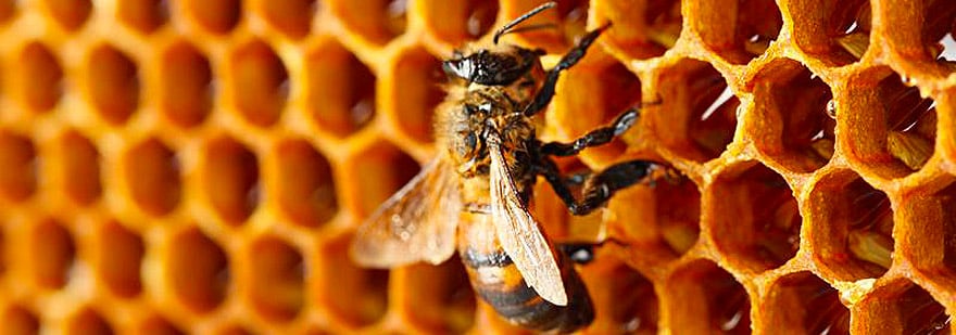 Shuraba Cadera Honestidad Explotación de abejas por seres humanos - Ética Animal