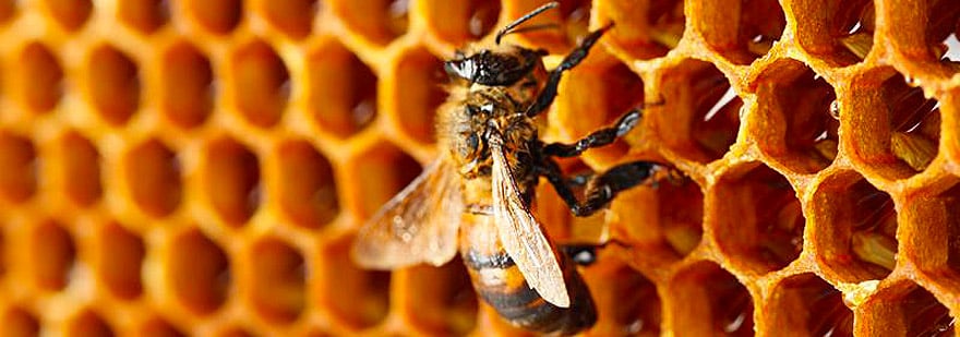 Una abeja en cera de abejas con miel