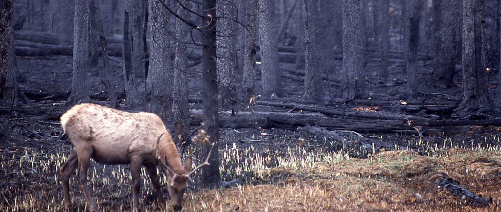 Welfare biology work on how fires harm wild animals and what to do about it  — Animal Ethics